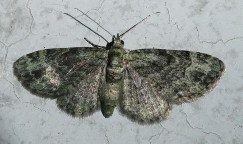 Réf. 258 406 : Pasiphila rectangulata
